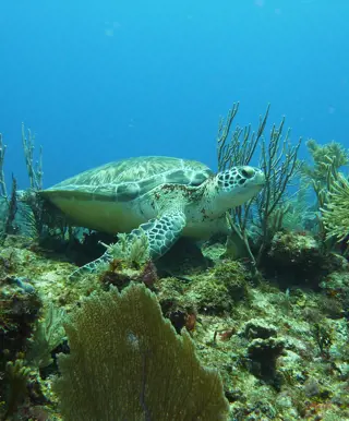 Den Tauchplatz "Tortuga" erforschen